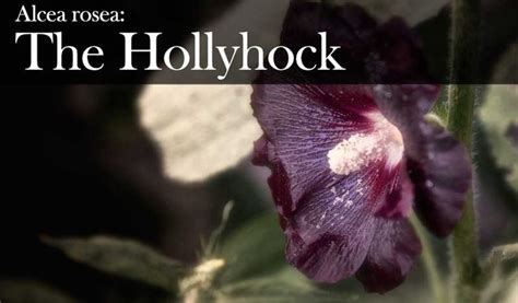 Hollyhock witchcraft applications